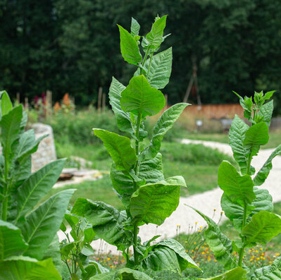 Tobacco Sultansko Suitsutubakas, Курительный табак болгарский Султанско